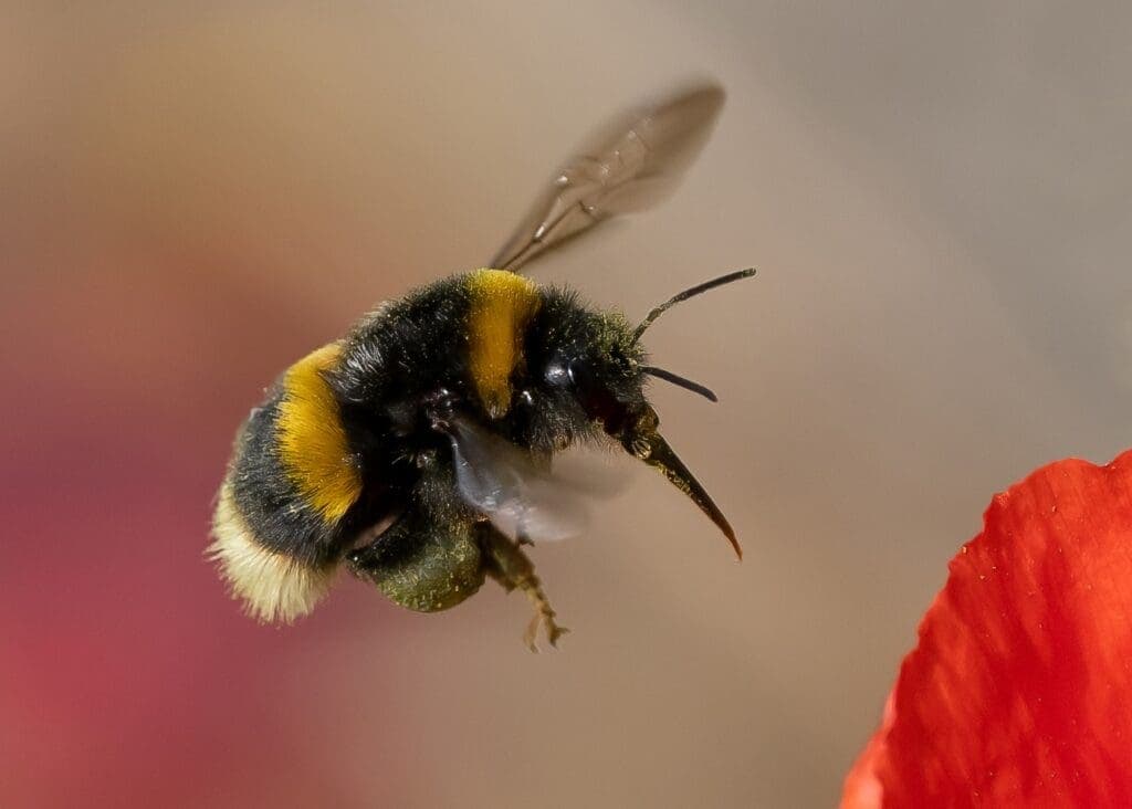 Een hommel in de vlucht