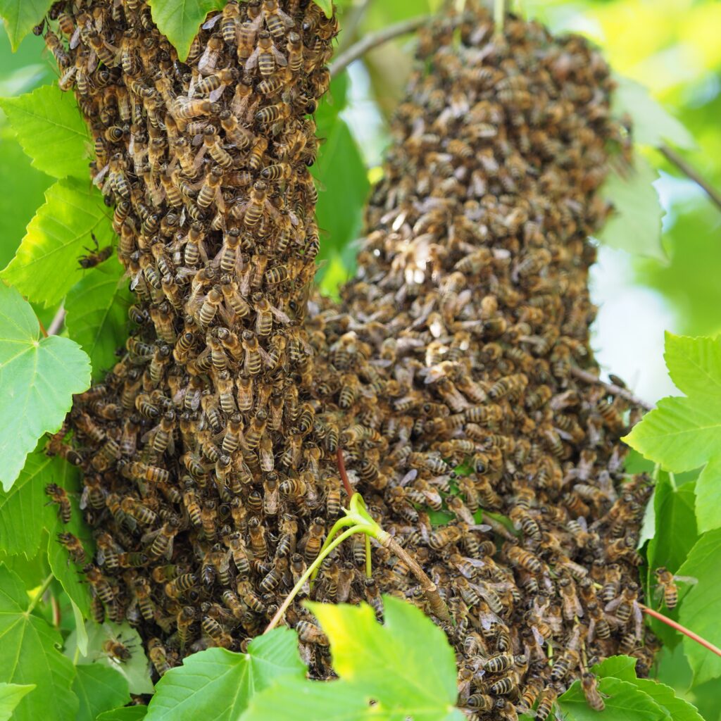 bee-3431462