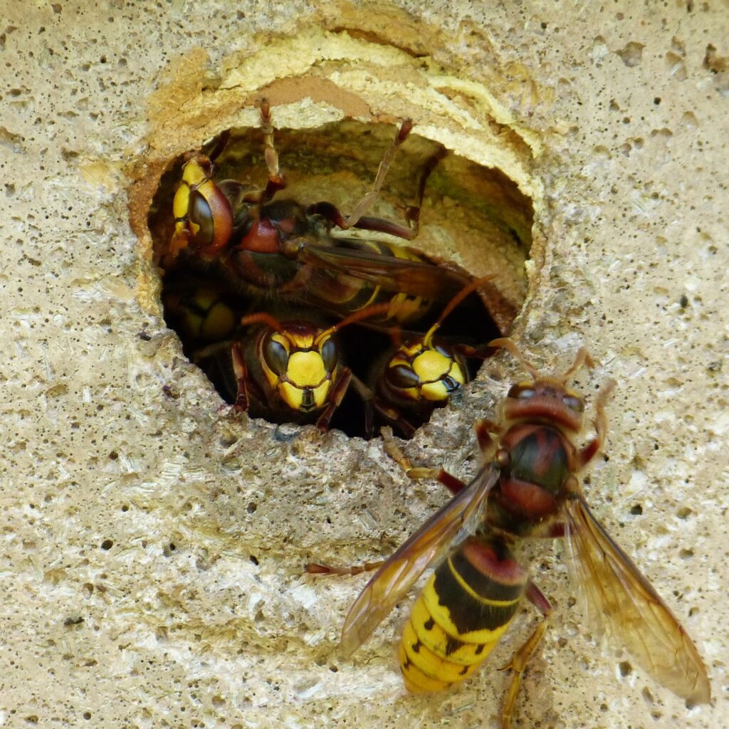 hornets-189501