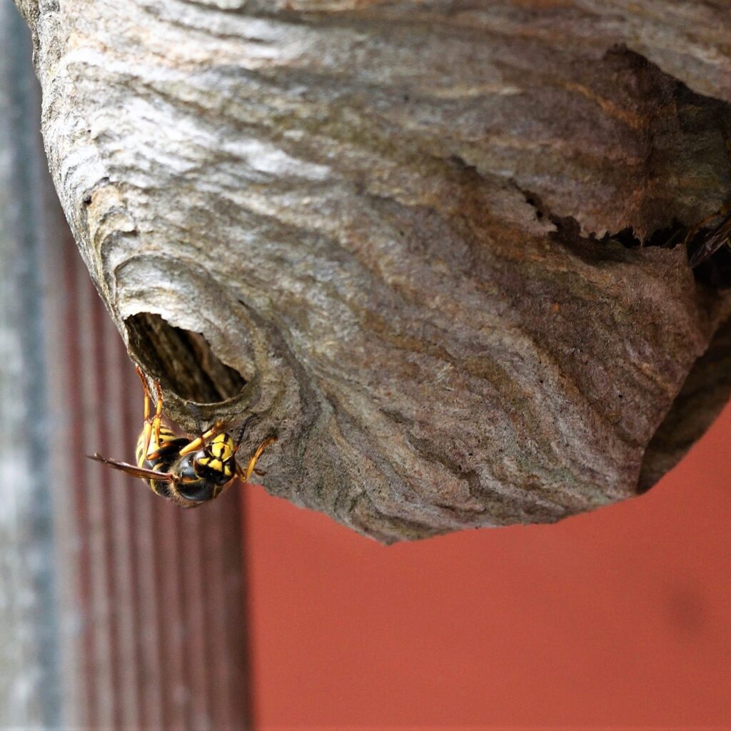 long-head-wasp-3630587