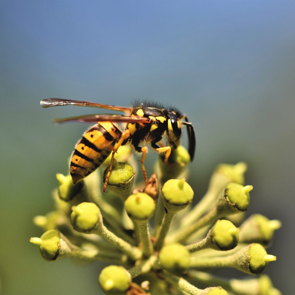 wasp-5578547